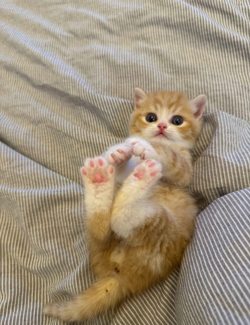 Hình nền tay mèo cute cho điện thoại