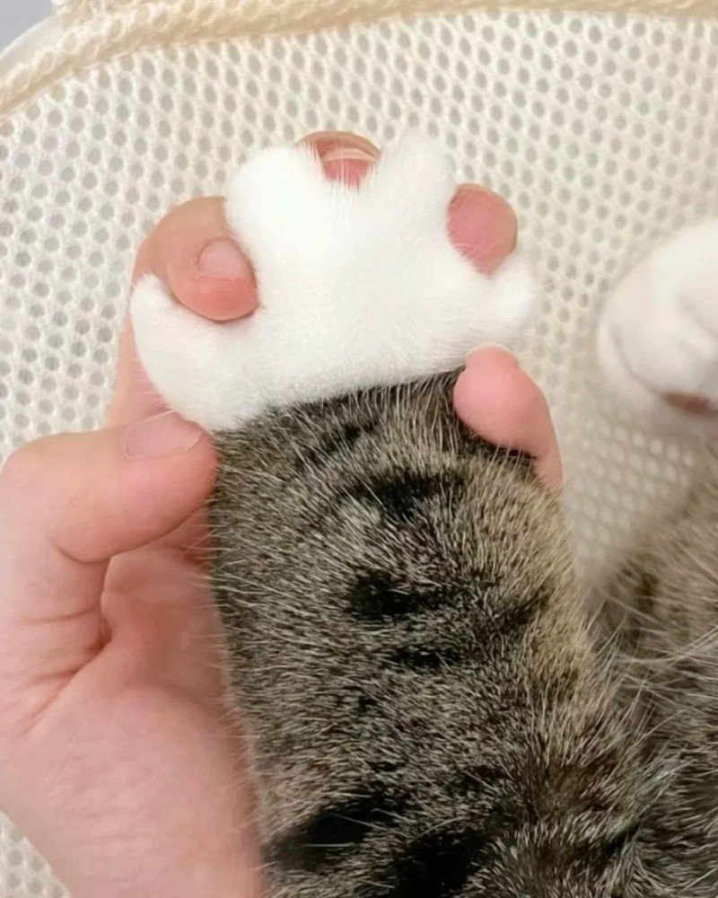 ảnh tay mèo 3