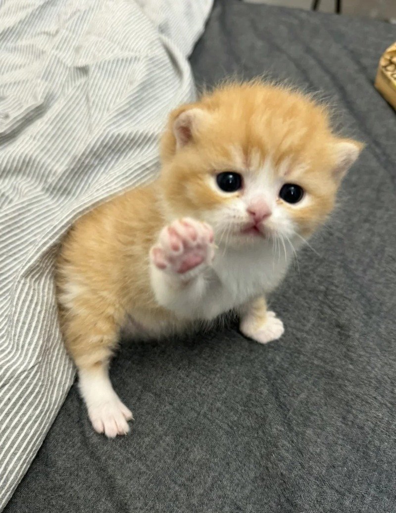 Ảnh tay mèo đáng yêu làm hình nền điện thoại
