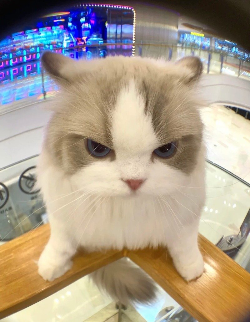 Hình ảnh mèo cute với vẻ mặt ngơ ngác