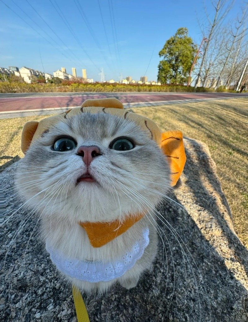 Hình mèo ngáo phù hợp làm avatar cá tính