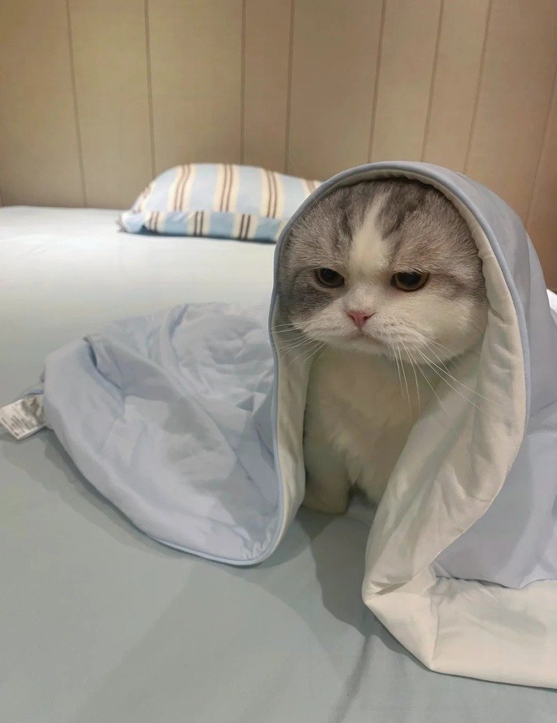 Hình nền mèo ngáo cute cho điện thoại