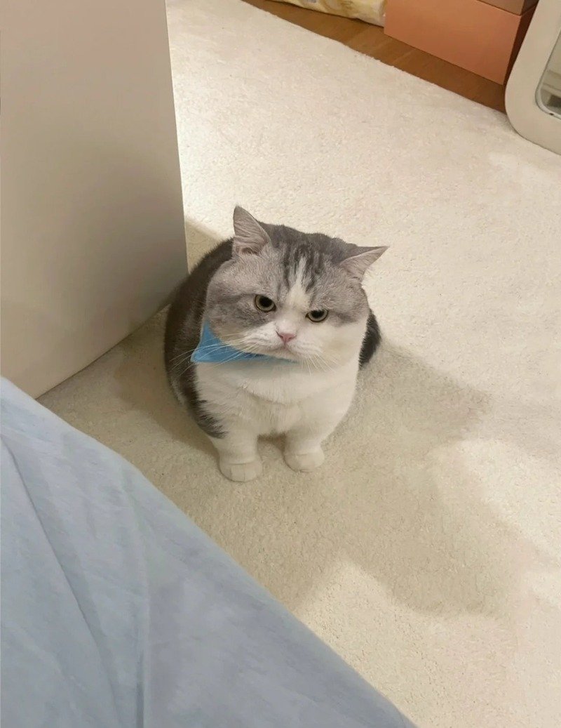 Ảnh mèo meme với biểu cảm cực kỳ hài hước