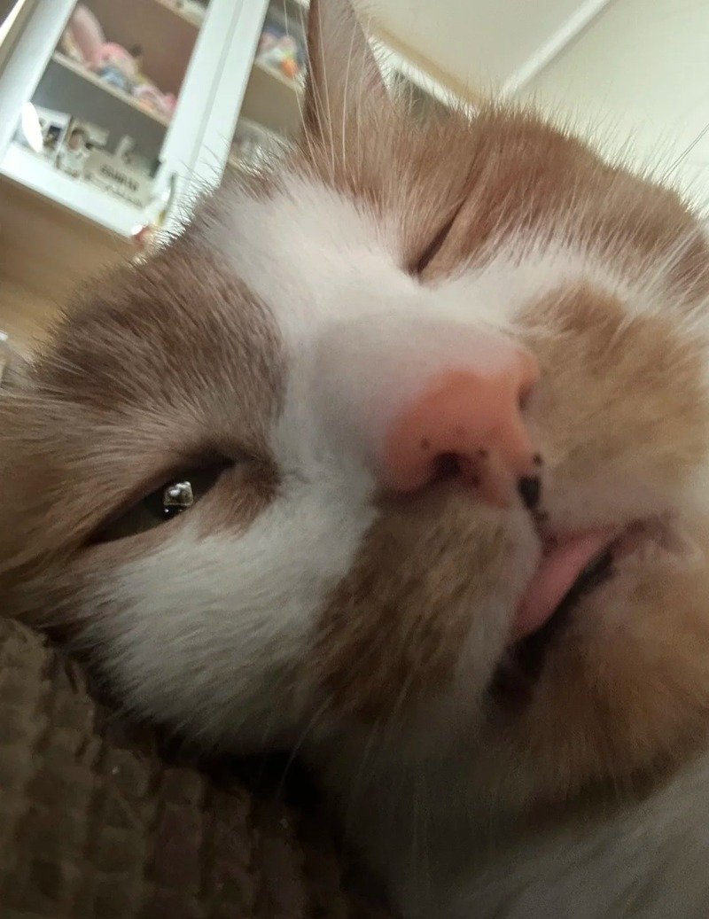 Hình mèo cute với biểu cảm bất ngờ