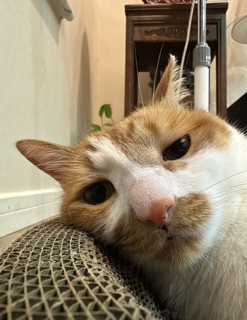 Hình ảnh mèo lầy lội và vui nhộn