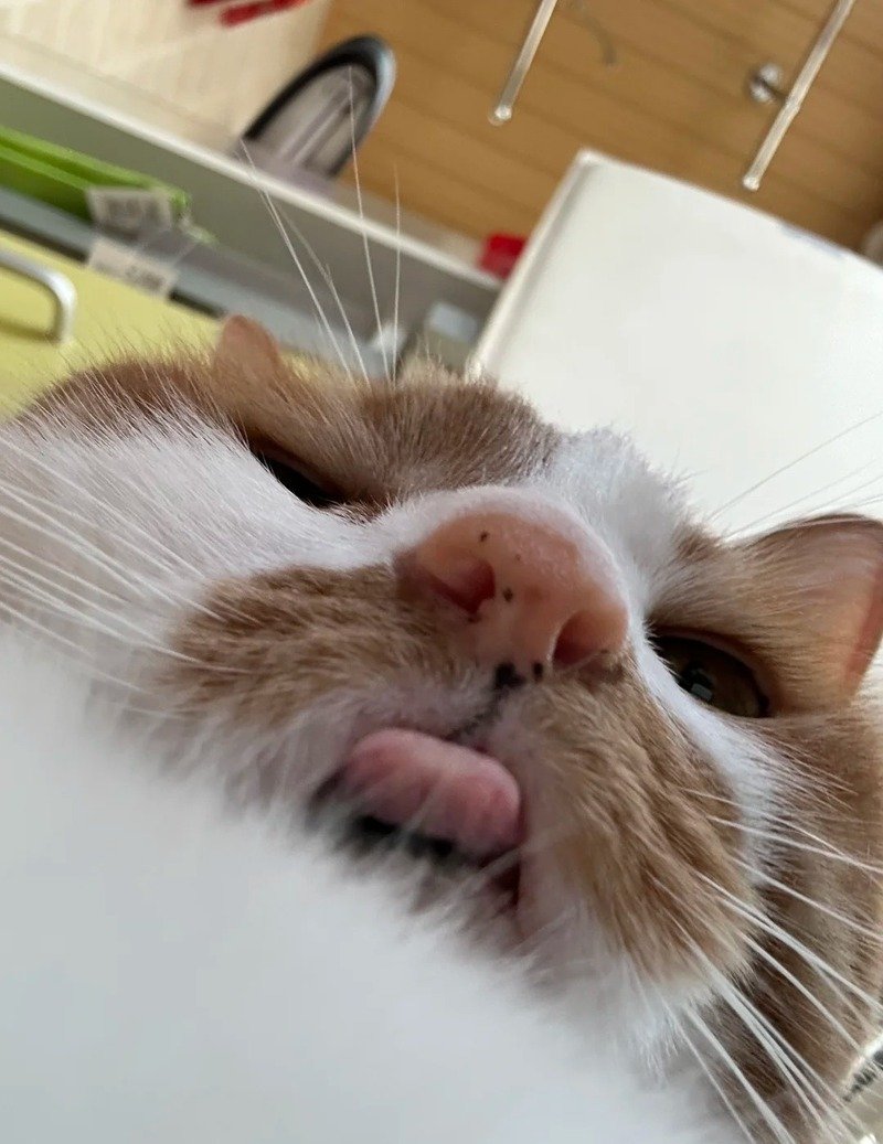 Chú mèo trắng với biểu cảm hài khó đỡ