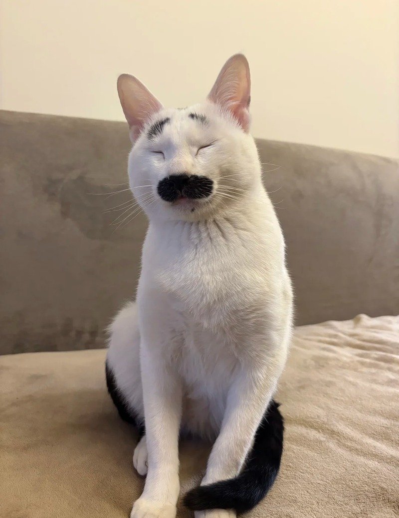 Mèo ngáo cute với biểu cảm khó đỡ hài hước