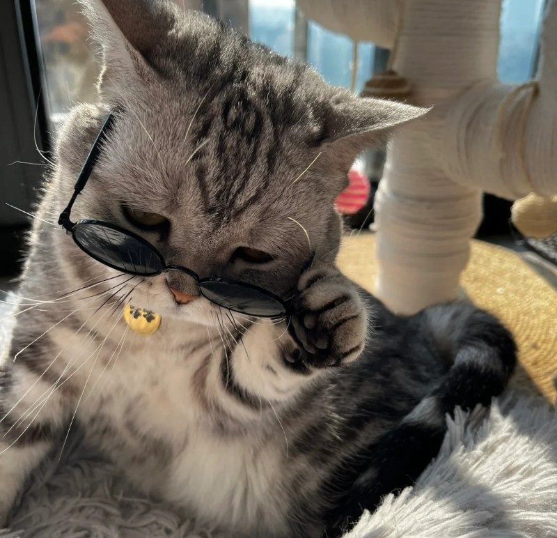 avatar mèo ngầu 17