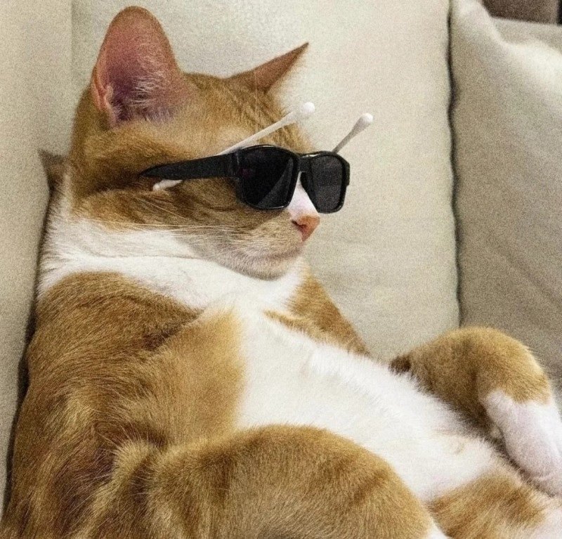 avatar mèo ngầu 18