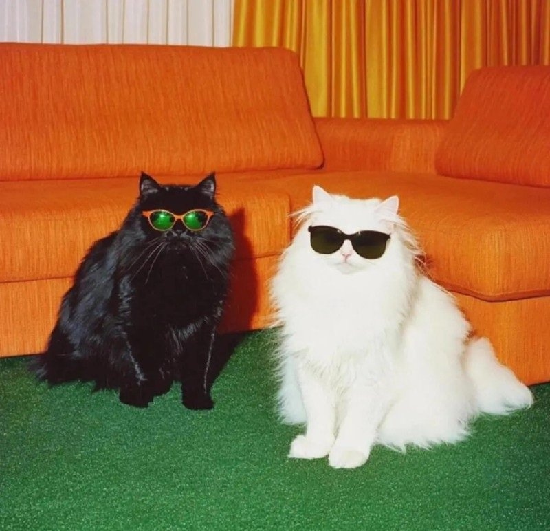 avatar mèo ngầu 2