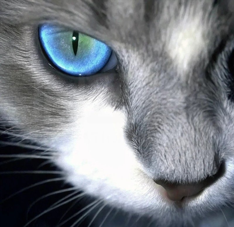 avatar mèo ngầu 22