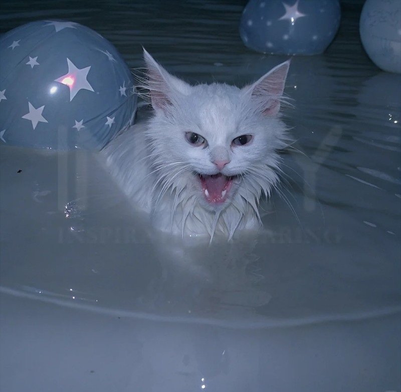 avatar mèo ngầu 23