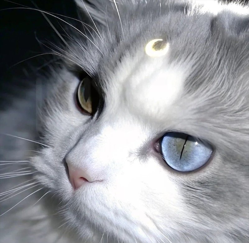 avatar mèo ngầu 24