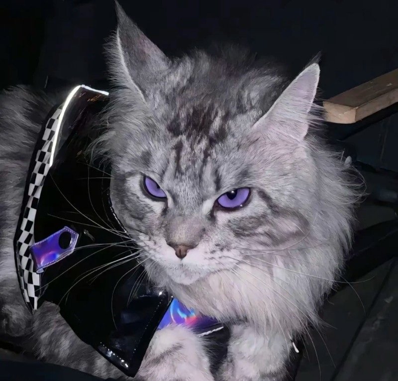 avatar mèo ngầu 29