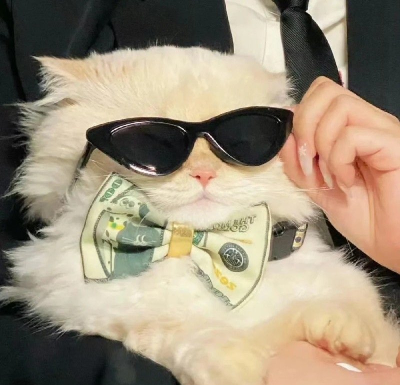 avatar mèo ngầu 3