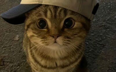 155+ Avatar Mèo Ngầu Cá Tính, Phong Cách Cool