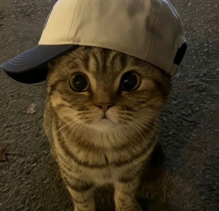 155+ Avatar Mèo Ngầu Cá Tính, Phong Cách Cool