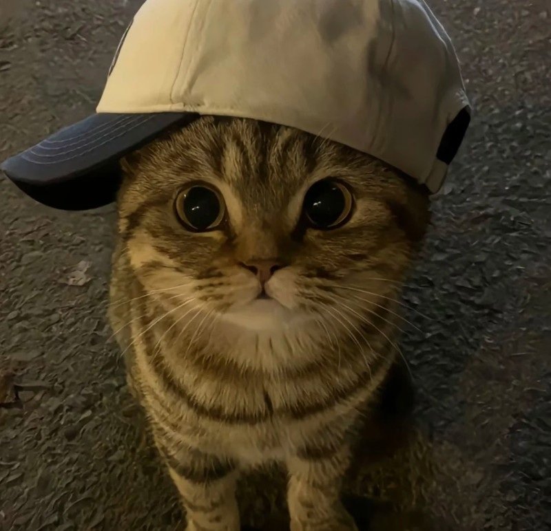 155+ Avatar Mèo Ngầu Cá Tính, Phong Cách Cool