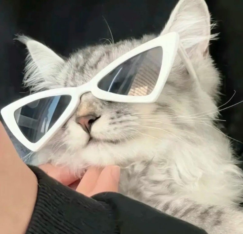 avatar mèo ngầu 34