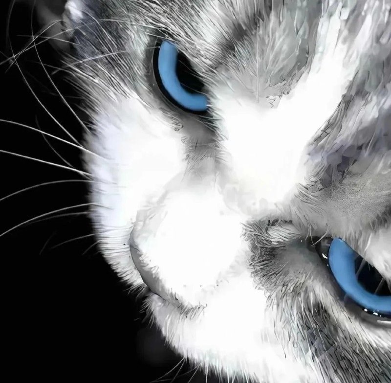 avatar mèo ngầu 35