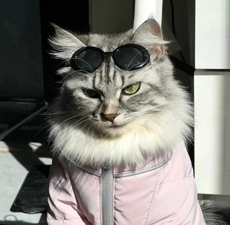 avatar mèo ngầu 36