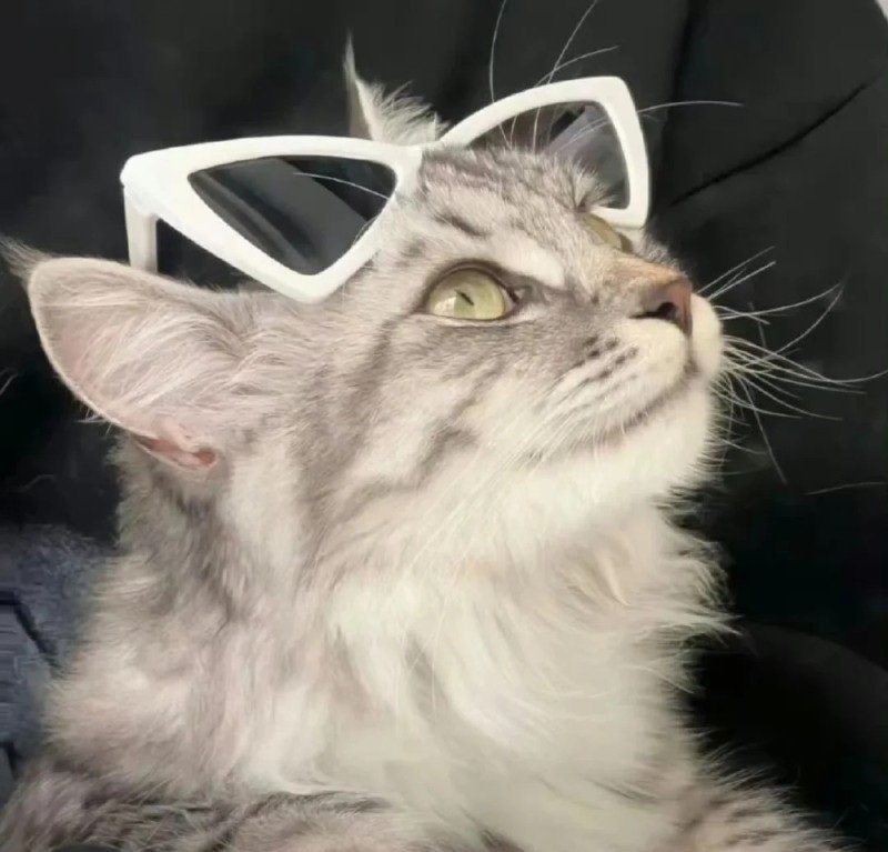 avatar mèo ngầu 5