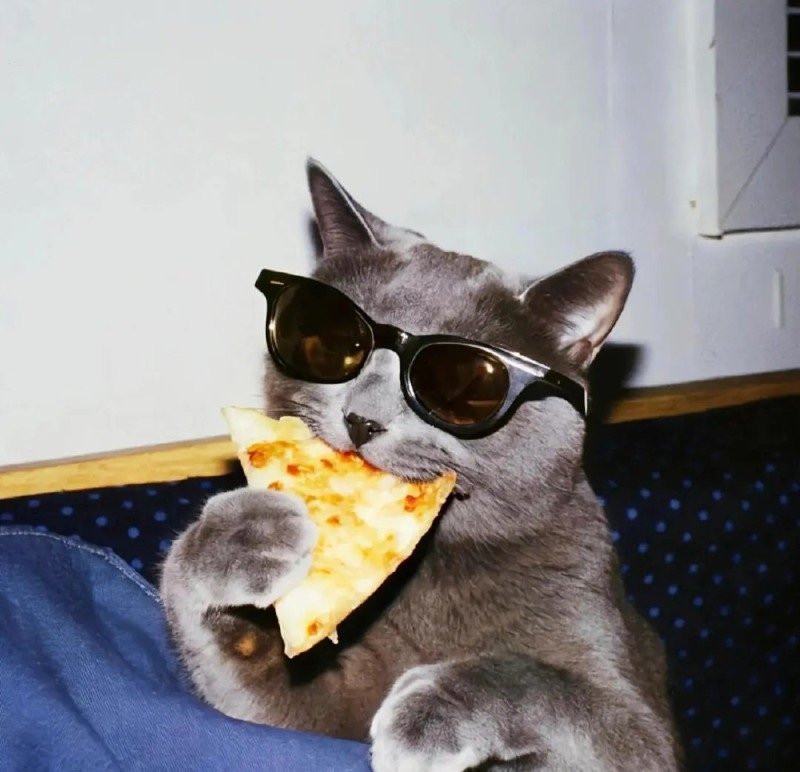 avatar mèo ngầu 6