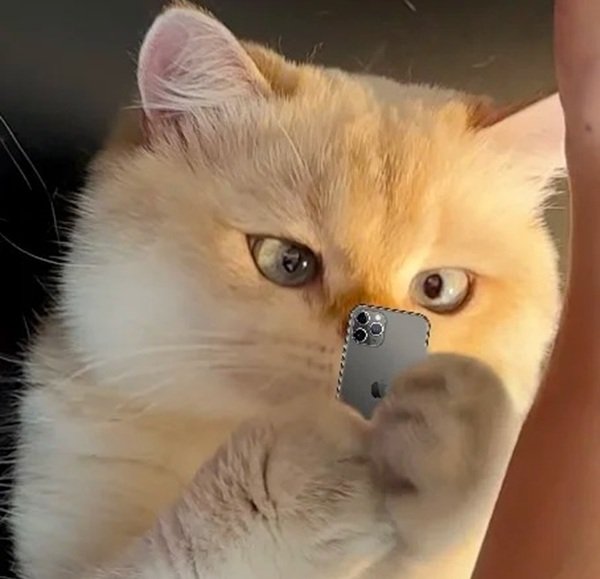 avatar mèo vô tri 1