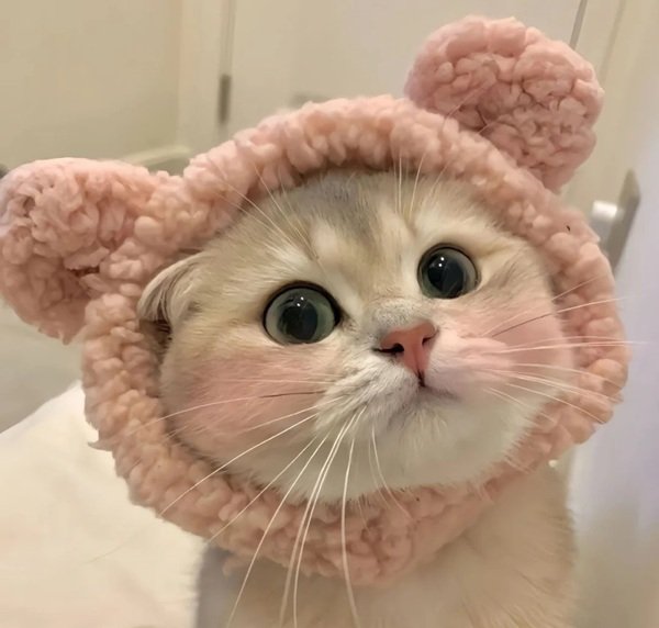 avatar mèo vô tri 12