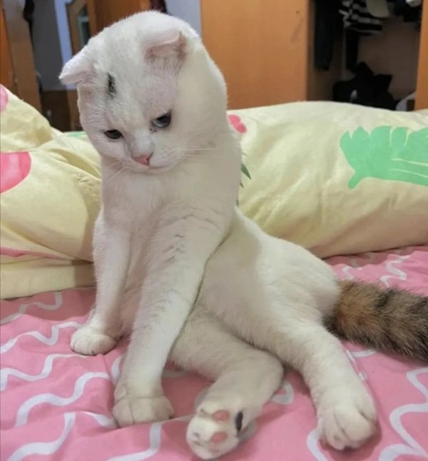 avatar mèo vô tri 13