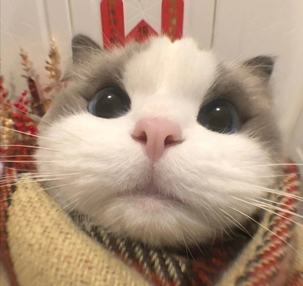 avatar mèo vô tri 14