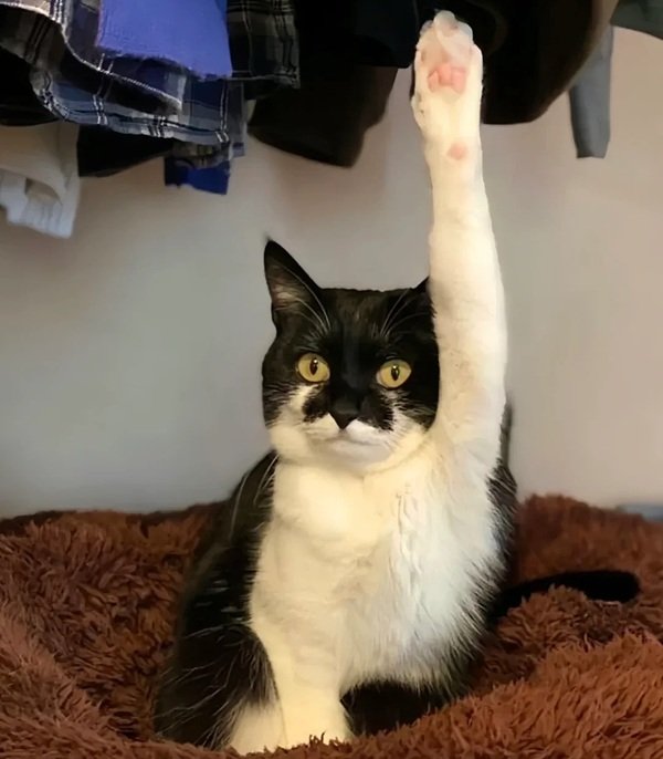 avatar mèo vô tri 17