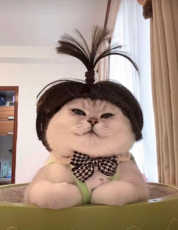 avatar mèo vô tri 19