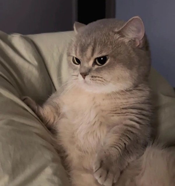 avatar mèo vô tri 20