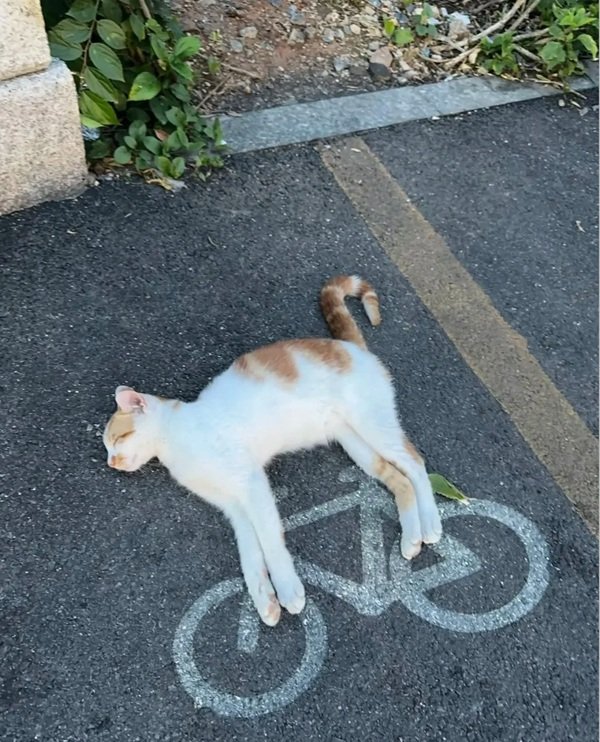 avatar mèo vô tri 21