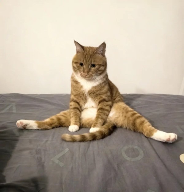 avatar mèo vô tri 22