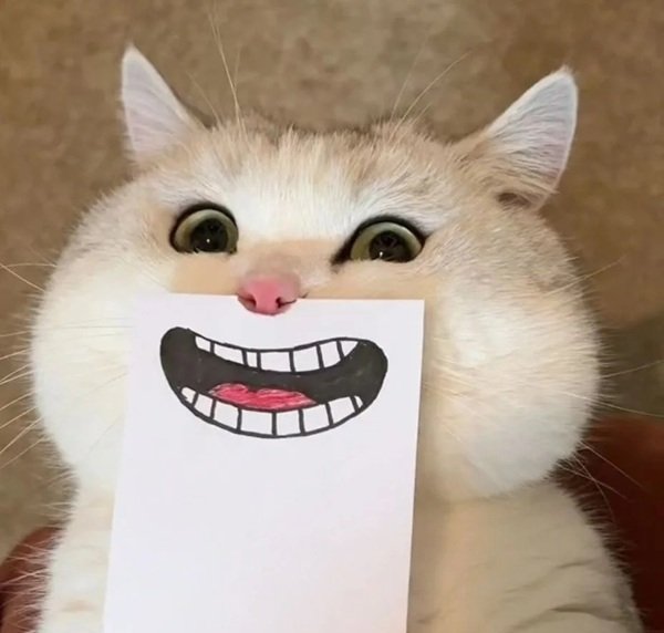 avatar mèo vô tri 23