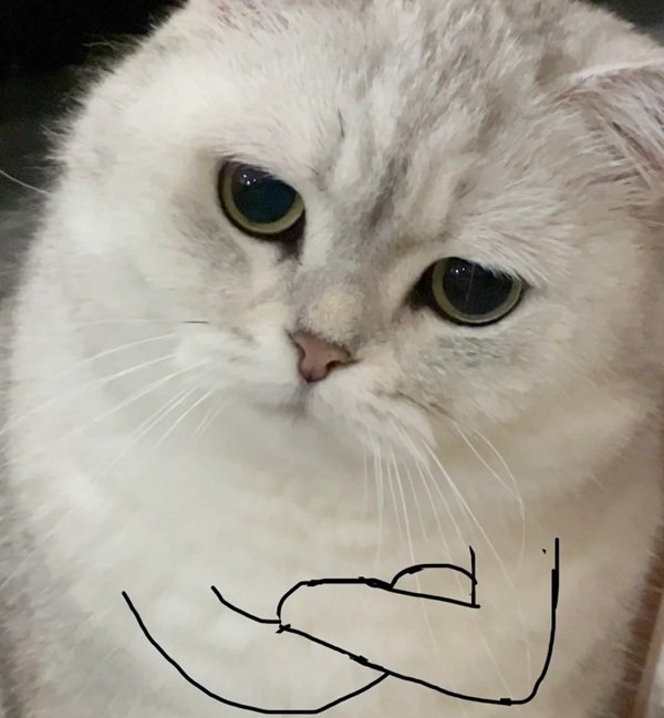 avatar mèo vô tri 24