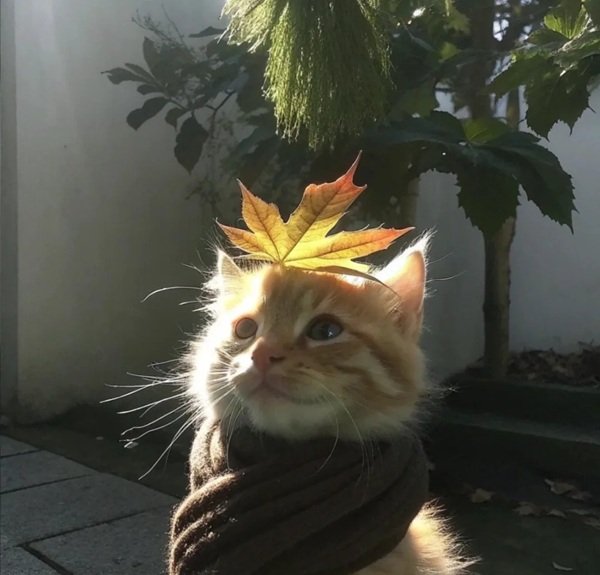 avatar mèo vô tri 25