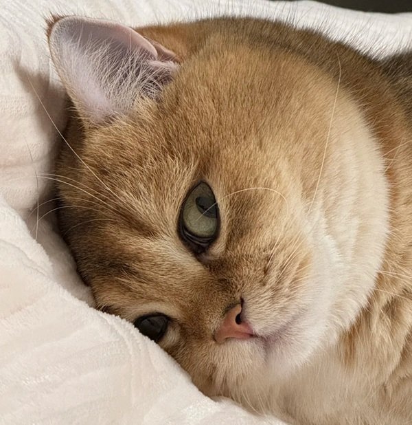 avatar mèo vô tri 26