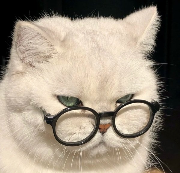 avatar mèo vô tri 28