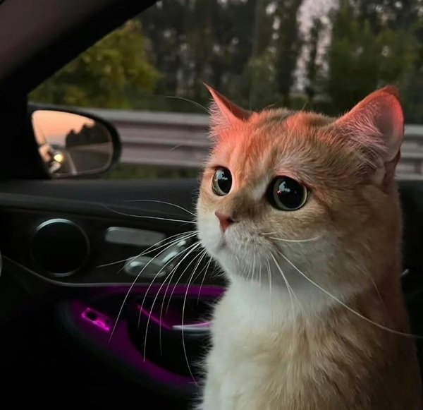 avatar mèo vô tri 3