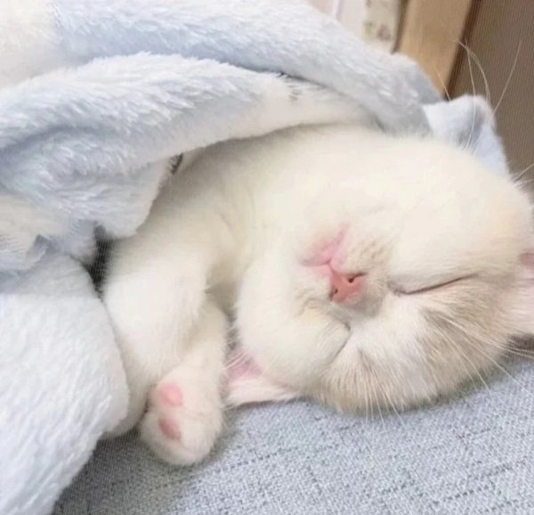 avatar mèo vô tri 31