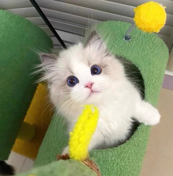 avatar mèo vô tri 32