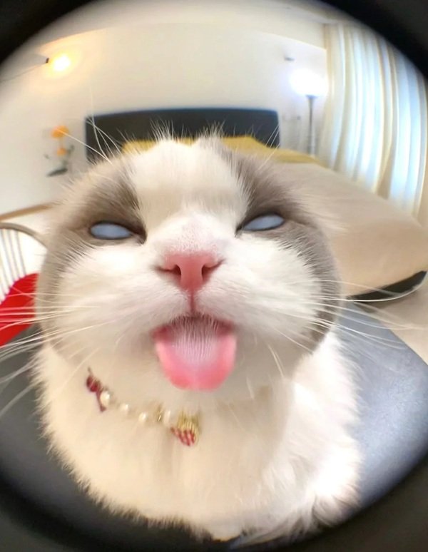 avatar mèo vô tri 34