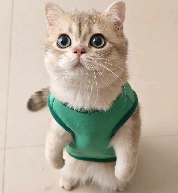 avatar mèo vô tri 7