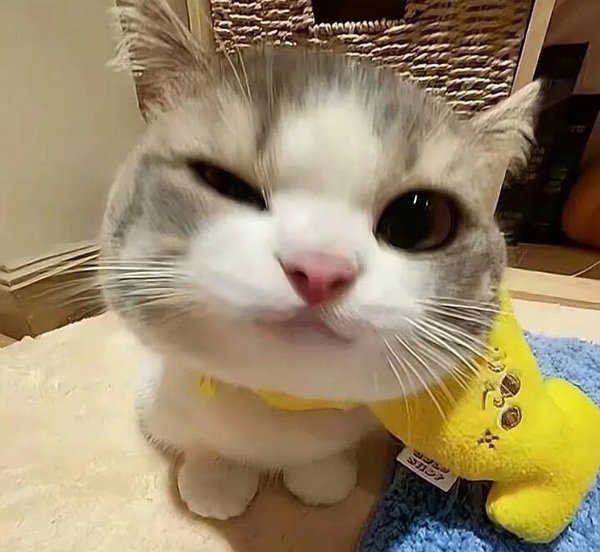 avatar mèo vô tri 9