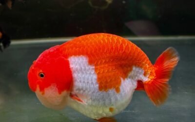 Cá Ranchu – Vua Cá Vàng Không Vây Lưng, Dáng Tròn Độc Đáo