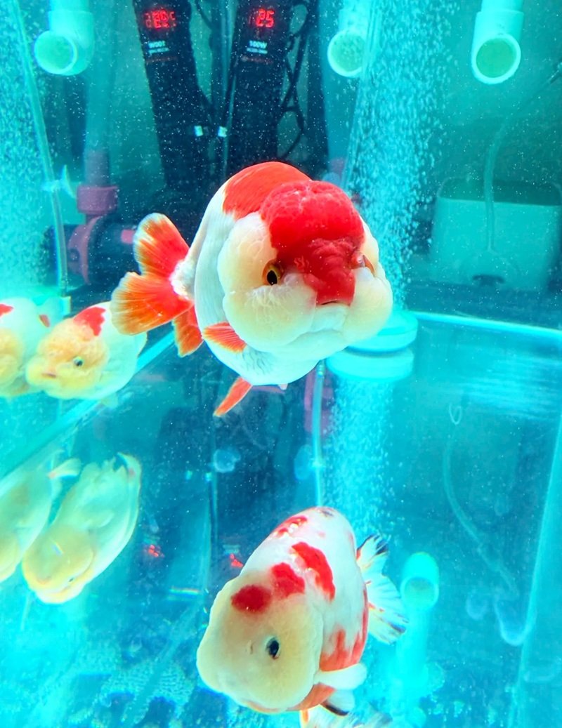 cá Ranchu 5