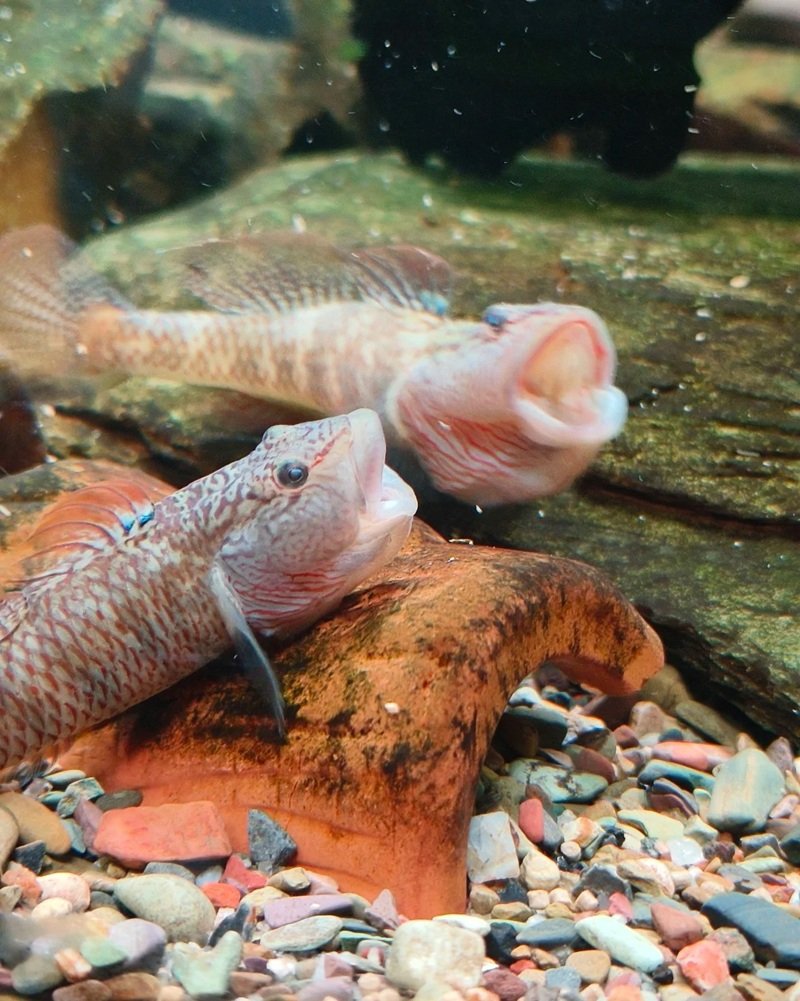 cá bống cảnh 11